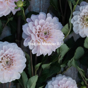 Dahlia Sweet Nathalie