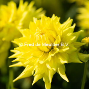 Dahlia Trooper Dan