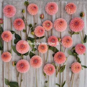 Dahlia Nathalie G