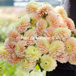 Dahlia Sweet Suzanne